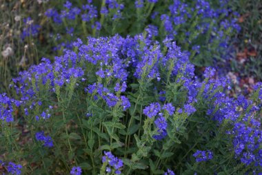 Veronica austriaca subsp. Haziran 'da teucrium mavi-menekşe çiçekleriyle çiçek açar. Veronica Austriaca, geniş yapraklı, Avusturya yapımı, ya da testere yapraklı bir bitkidir. Berlin, Almanya