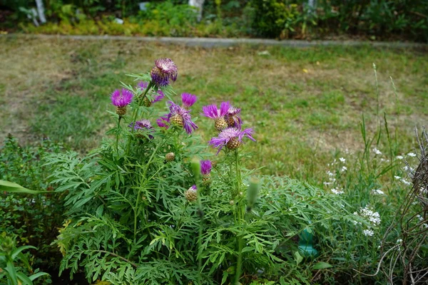 六月的时候 仙人掌在花园里盛开 仙人掌花 Centaurea Dealbata 波斯语 Cornflower或White Wash Cornflower 是一种仙人掌花 — 图库照片