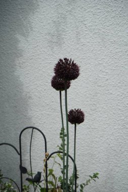 Allium amethystinum 