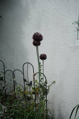 Allium amethystinum 