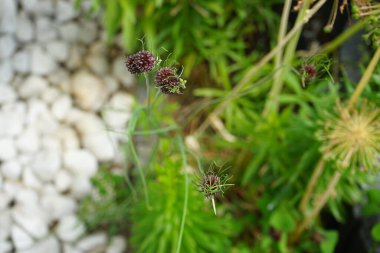 Haziran ayında bahçede Allium Vineale çiçek açar. Allium vineale, yabani sarımsak, soğan otu, karga sarımsağı veya geyik sarımsağı, uzun ömürlü bir soğan türü. Berlin, Almanya 