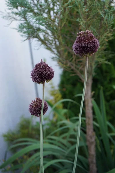 Allium Amethystinum Forelock Fiorisce Giardino Nel Mese Giugno Allium Amethystinum — Foto Stock