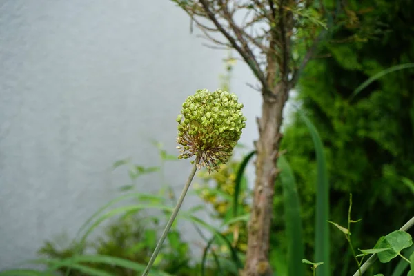 Allium Amethystinum Forelock Kwitnie Ogrodzie Czerwcu Allium Amethystinum Gatunek Roślin — Zdjęcie stockowe
