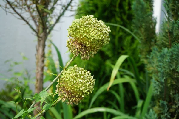 6月には園芸品種 フォロック が開花します Allium Amethystinumは1つの球根を持つ植物種です ドイツ ベルリン — ストック写真