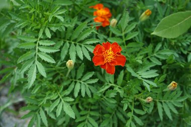 Tagetes çiçekleri haziranda açar. Kadife çiçekleri (