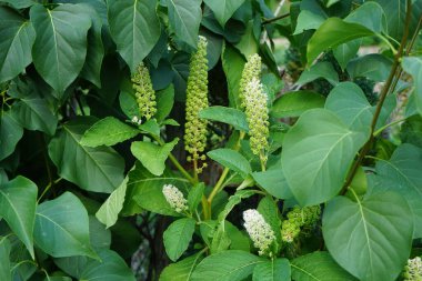 Phytolacca asinosa çiçekleri Haziran 'da açar. Phytolacca acinosa, Phytolaccaceae familyasından bir bitki türü. Berlin, Almanya 