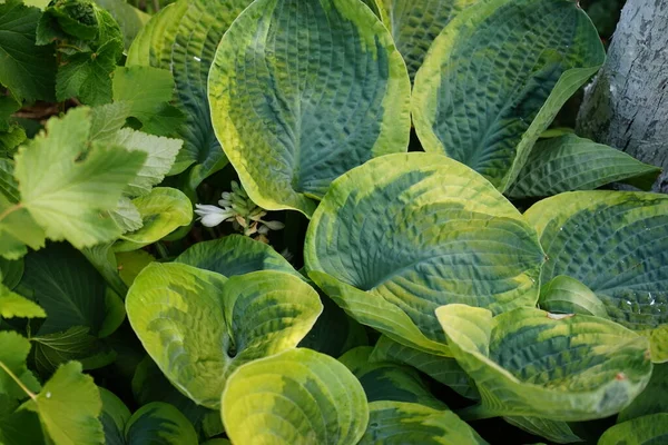 Hosta Itt Syn Funkia Változatos Levelekkel Júniusban Virágzik Árnyéktűrő Növény — Stock Fotó