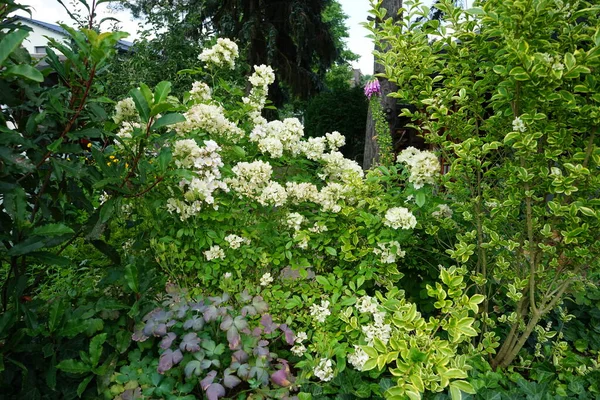 6月に庭に白いローザ多花序とピンクジギタリス純白の花を咲かせます ドイツ ベルリン — ストック写真