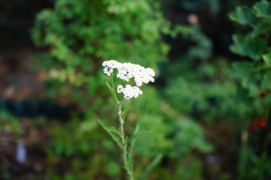 Haziran 'da Achillea Millefolium' un çiçeklerinin üzerinde bir sinek uçar. Achillea millefolium, Asteraceae familyasından bir bitki türü. Berlin, Almanya 