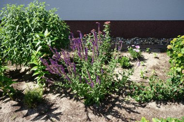 Salvia nemorosa haziran ayında bir çiçek tarhında mavi-mor çiçeklerle açar. Orman bilgesi Salvia nemorosa, Balkan bilgesi, mavi adaçayı veya yabani adaçayı, dayanıklı bir bitkidir. Berlin, Almanya 