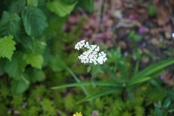 Gândacul Stă Florile Lui Ahillea Millefolium Iunie Ahillea Millefolium Sageata — Fotografie, imagine de stoc
