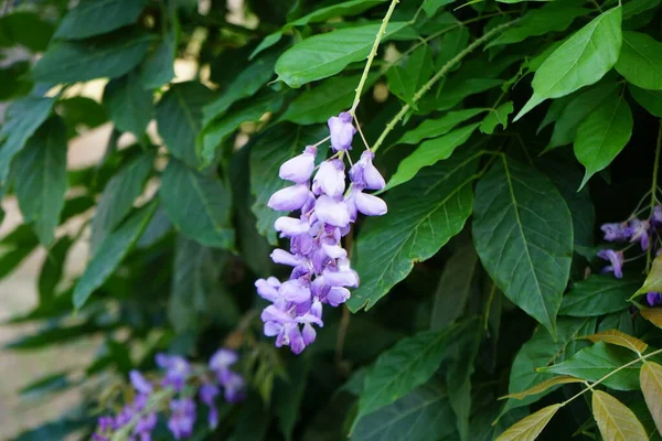 Wisteria Sinensis Blooms June Wisteria Sinensis Chinese Wisteria Species Flowering — Stock Photo, Image