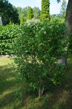 Ligustrum vulgare haziran ayında çiçek açar. Ligustrum vulgare, kısaca Ligustrum vulgare, Ligustrum cinsinin bir türüdür. Berlin, Almanya 