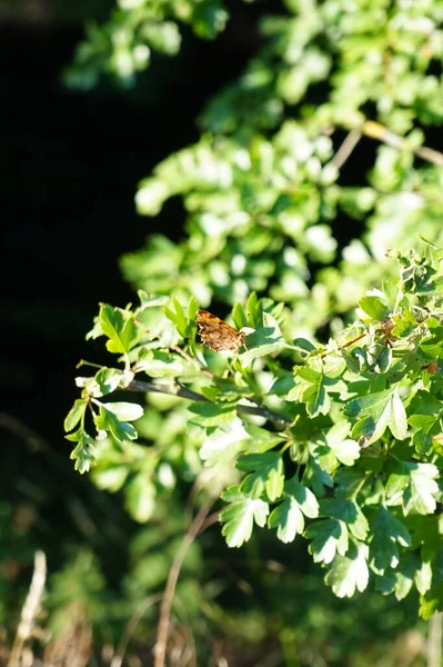 蝶ポリゴニアのC アルバムは6月にCrataegus Monogynaブッシュに座っています ポリゴニアC アルバム カンマ Polygonia Album Comma ニンファロイド科に属する食物ジェネラリスト蝶種である — ストック写真
