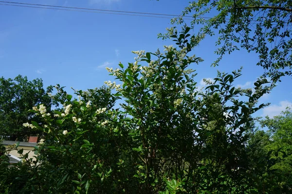 Ligustrum Vulgare Цвіте Червні Ligustrum Vulgare Wild Privet Common Privet — стокове фото