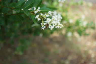 Haziran 'da bir arı Ligustrum vulgare çiçeklerinin üzerine oturur. Ligustrum vulgare, kısaca Ligustrum vulgare, Ligustrum cinsinin bir türüdür. Berlin, Almanya 