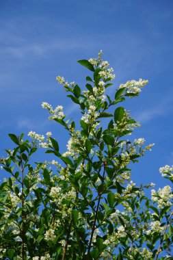 Ligustrum vulgare haziran ayında çiçek açar. Ligustrum vulgare, kısaca Ligustrum vulgare, Ligustrum cinsinin bir türüdür. Berlin, Almanya 