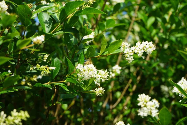 Včela Sedí Květinách Ligustrum Vulgare Červnu Ligustrum Vulgare Wild Privet — Stock fotografie