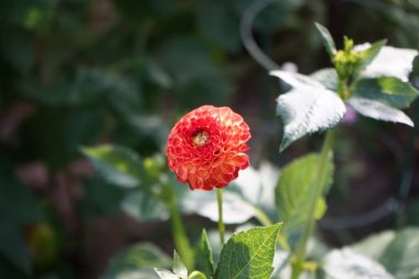 Dahlia 'Yeni Bebek' Haziran 'da çiçek açar. Yaz güneşinde 80 cm yüksekliğindeki portakal kırmızısı çiçekler açıkça görülebilir. Berlin, Almanya 