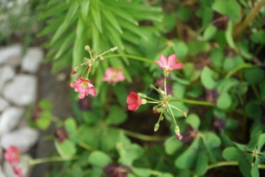 Oxalis Deppei 