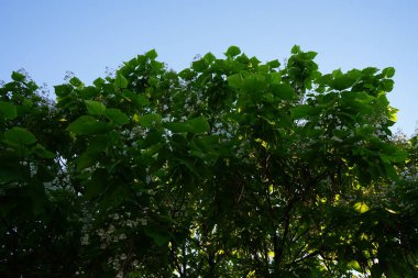 Katalpa bignonioides haziran ayında çiçek açar. Katalpa bignonioides, Katalpa, sigara ağacı ve Hint fasulye ağacı, Katalpa 'nın bir türüdür. Berlin, Almanya