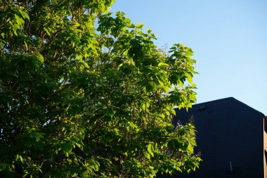 Katalpa bignonioides haziran ayında çiçek açar. Katalpa bignonioides, Katalpa, sigara ağacı ve Hint fasulye ağacı, Katalpa 'nın bir türüdür. Berlin, Almanya
