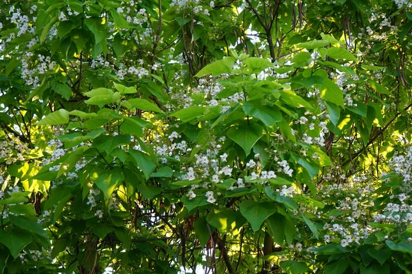 Catalpa Bignonioides Blooms June Catalpa Bignonioides Southern Catalpa Cigartree Indian — Stock Photo, Image