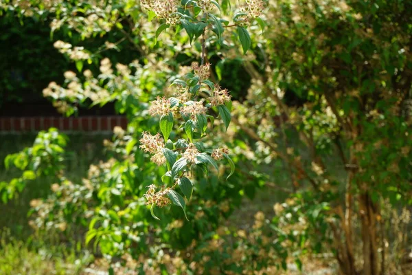 Kolkwitzia Amabilis Bush Aan Het Einde Van Bloei Juni Linnaea — Stockfoto