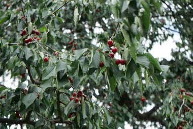 Kiraz ağacının meyveleri Haziran 'da olgunlaşır. Prunus avium ya da erik, yaban, tatlı, vişne, kirazgiller familyasından bir kiraz türüdür. Berlin, Almanya 