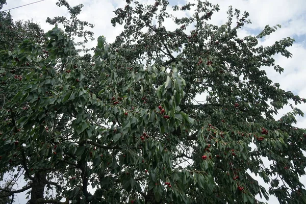Плоды Вишневого Дерева Prunus Avium Созревают Июне Черёмуха Авиум Дикая — стоковое фото