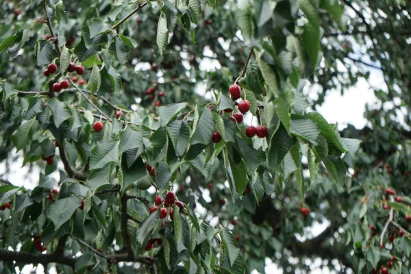 Плоды Вишневого Дерева Prunus Avium Созревают Июне Черёмуха Авиум Дикая — стоковое фото