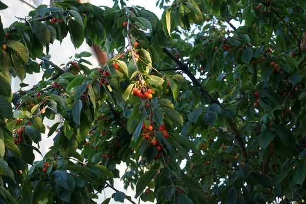 stock image The fruits of the cherry tree Prunus avium ripen in June.  Prunus avium, wild-, sweet-, gean-, or bird cherry is a species of cherry, a flowering plant. Berlin, Germany 