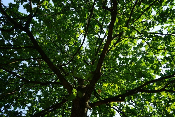 The oak tree grows in June. An oak is a tree or shrub in the genus Quercus of the beech family, Fagaceae. Berlin, Germany