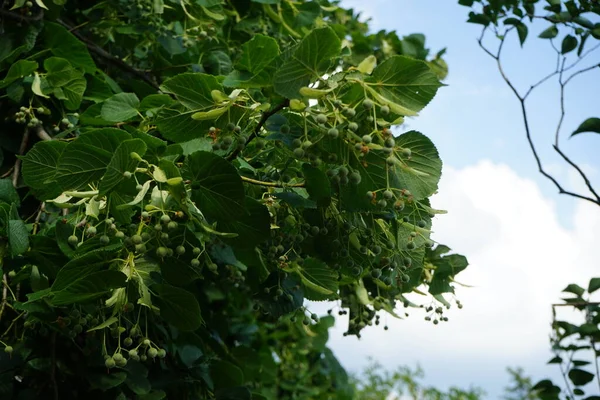 Tilia树在六月开花 针叶树 林登树 八角树 石灰树 是针叶树科的一种树或灌木 德国柏林 — 图库照片