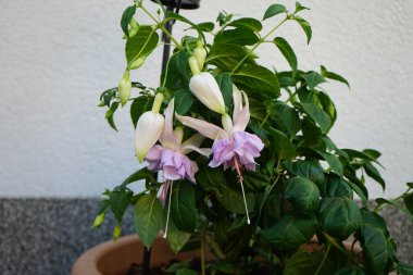 Dev fuşyalar haziranda bir saksıda çiçek açar. Fuchsia, Kıbrıs Rum Kesimi 'nin Onagraceae familyasından bir bitki cinsidir. Berlin, Almanya 