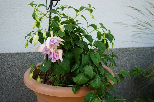 Dev fuşyalar haziranda bir saksıda çiçek açar. Fuchsia, Kıbrıs Rum Kesimi 'nin Onagraceae familyasından bir bitki cinsidir. Berlin, Almanya 