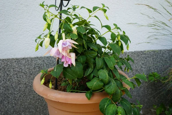 stock image Giant fuchsias bloom in a flower pot in June. Fuchsia, is a genus of perennial plants of the Cyprus family, Onagraceae. Berlin, Germany 