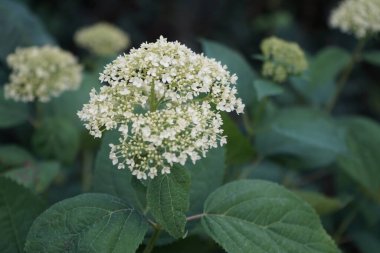 Hydrangea arborescens, Hydrangeae familyasından bir bitki türü olup, genellikle ortanca, yabani ortanca, yedi ağaç kabuğu veya bazı durumlarda koyun çiçeği olarak bilinir. Berlin, Almanya