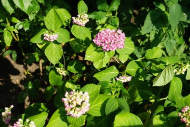 Hydrangea makrophylla Haziran ayında bahçede pembe çiçeklerle çiçek açar. Hydrangea makrophylla, Hydrangeaceae familyasından bir bitki türü. Berlin, Almanya 