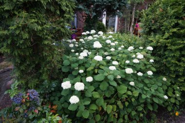 Hydrangea arborescens, Hydrangeae familyasından bir bitki türü olup, genellikle ortanca, yabani ortanca, yedi ağaç kabuğu veya bazı durumlarda koyun çiçeği olarak bilinir. Berlin, Almanya