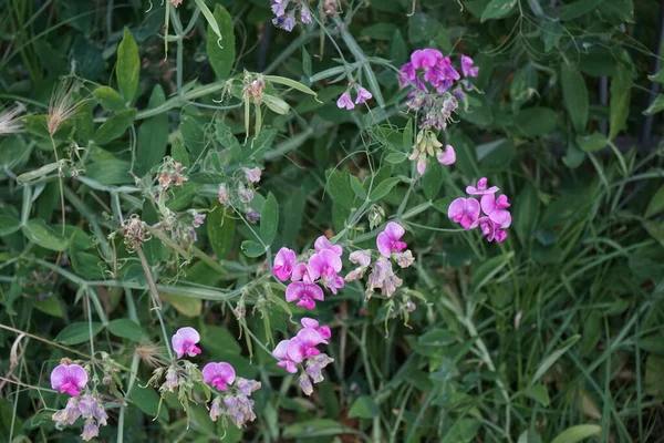 六月的时候 百里香开花 开着粉红色的花 豆科植物是豆科多年生植物 是一种健壮 粗放的多年生草本植物 德国柏林 — 图库照片