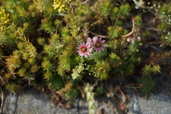 Sempervivum Tectorum Egy Nemzetség Virágzó Növények Család Crassulaceae Közismert Nevén — Stock Fotó