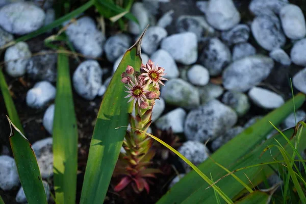 半仙人掌属 Sempervivum Tectorum 是一种菊科开花植物属 俗称家蚕 它们是多汁的多年生植物 由花瓣丛中的丛生叶子组成 德国柏林 — 图库照片