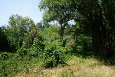 Haziranda Habermannsee Gölü yakınlarında güzel bir bitki örtüsü. Kaulsdorfer Baggersee, Berlin, Almanya