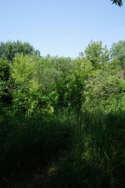 Haziranda Habermannsee Gölü yakınlarında güzel bir bitki örtüsü. Kaulsdorfer Baggersee, Berlin, Almanya