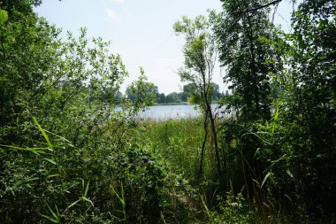 Haziranda Habermannsee Gölü manzarası muhteşem bir bitki örtüsüyle. Kaulsdorfer Baggersee, Berlin, Almanya 