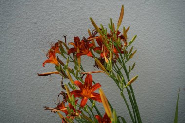 Haziran 'da Hemerocallis Fulva' nın portakal çiçekleri çiçek açar. Hemerocallis fulva, turuncu günlük, esmer zambak, nilüfergiller familyasından bir zambak türü. Berlin, Almanya 