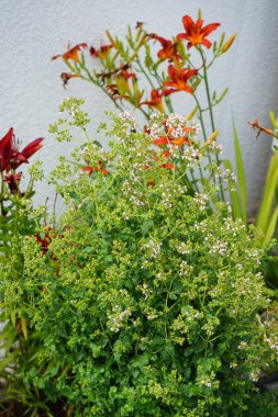 Origanum vulgare Haziran ayında Hemerocallis fulva 'nın portakal çiçeklerine karşı çiçek açar. Oregano (Origanum vulgare), lamiaceae familyasından bir bitki türü. Berlin, Almanya