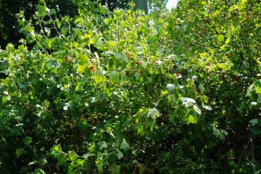 Haziran 'da meyveli Ribes Aureum var. Ribes aureum, sarı frenk üzümü (karanfil üzümü, pruterberry ve bufalo üzümü), Ribes familyasından bir kuş türü. Berlin, Almanya