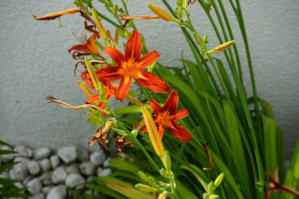 今年六月 黄花盛开 菊花是一种菊花 桔红色的百合花 黄褐色的百合花 玉米花 是一种百合花 德国柏林 — 图库照片